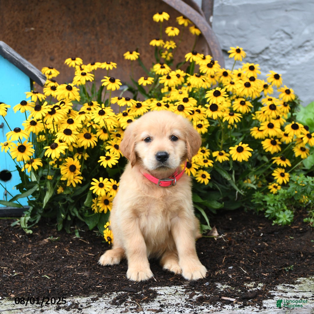 Golden Retriever dogs for sale: Faye - Image 4