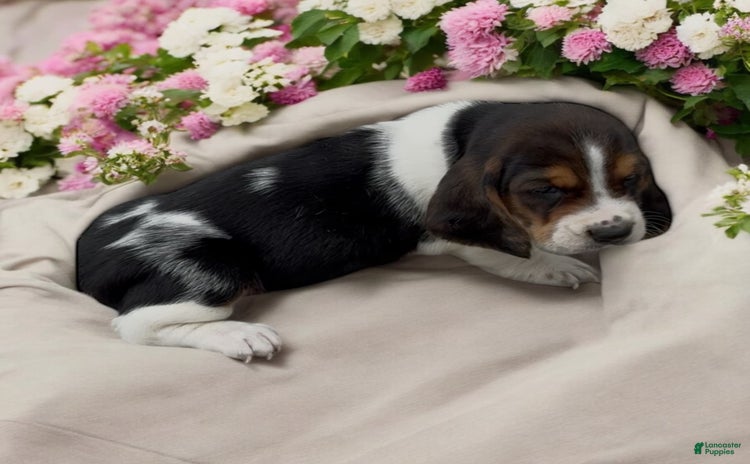 Basset Hound dogs - Advert 10