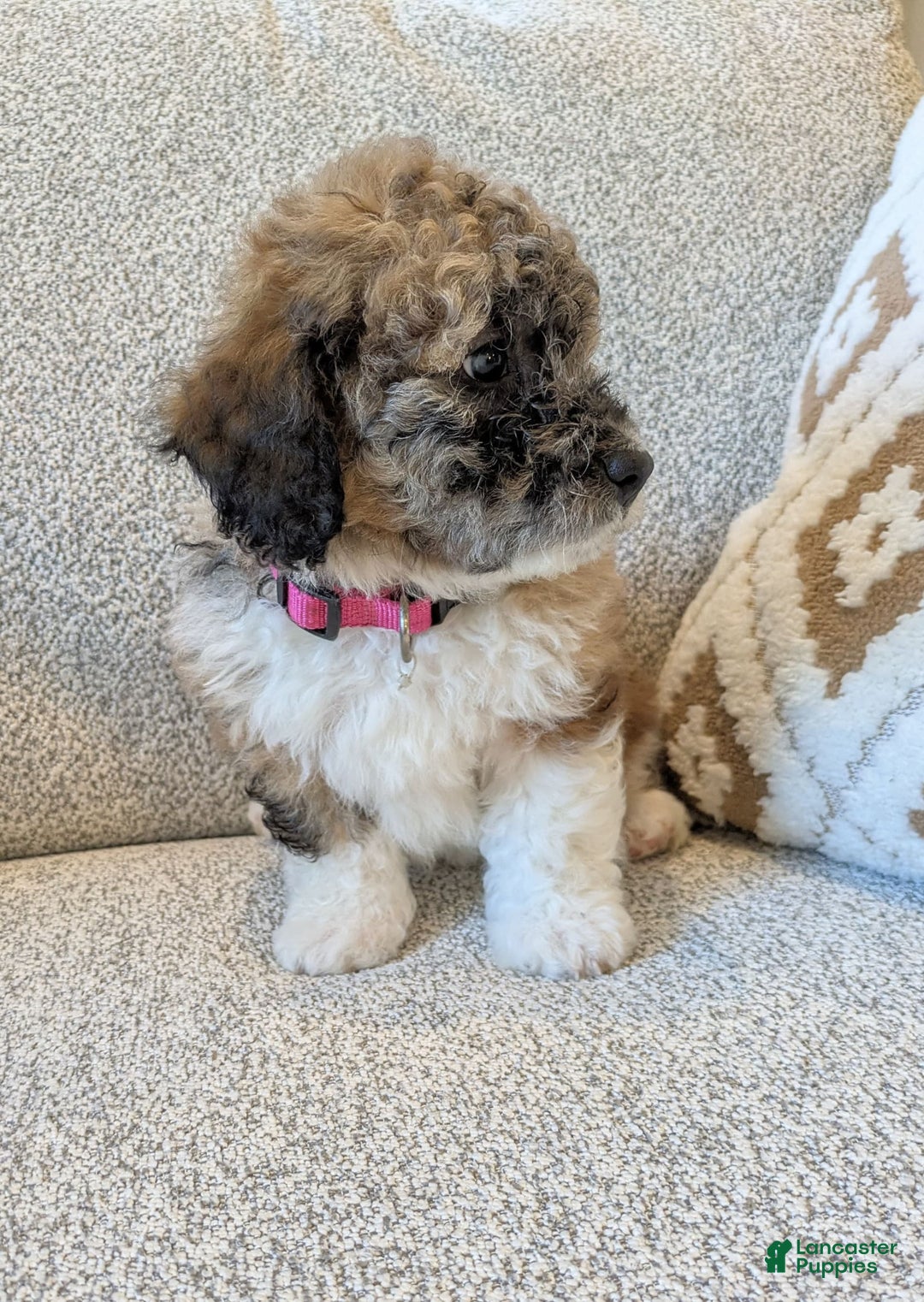 Saint Berdoodles dogs for sale: Frankie Mini Saint Berdoodle - Image 4