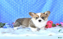 Welsh Corgi Pembroke dogs for sale: Linton - Image 12