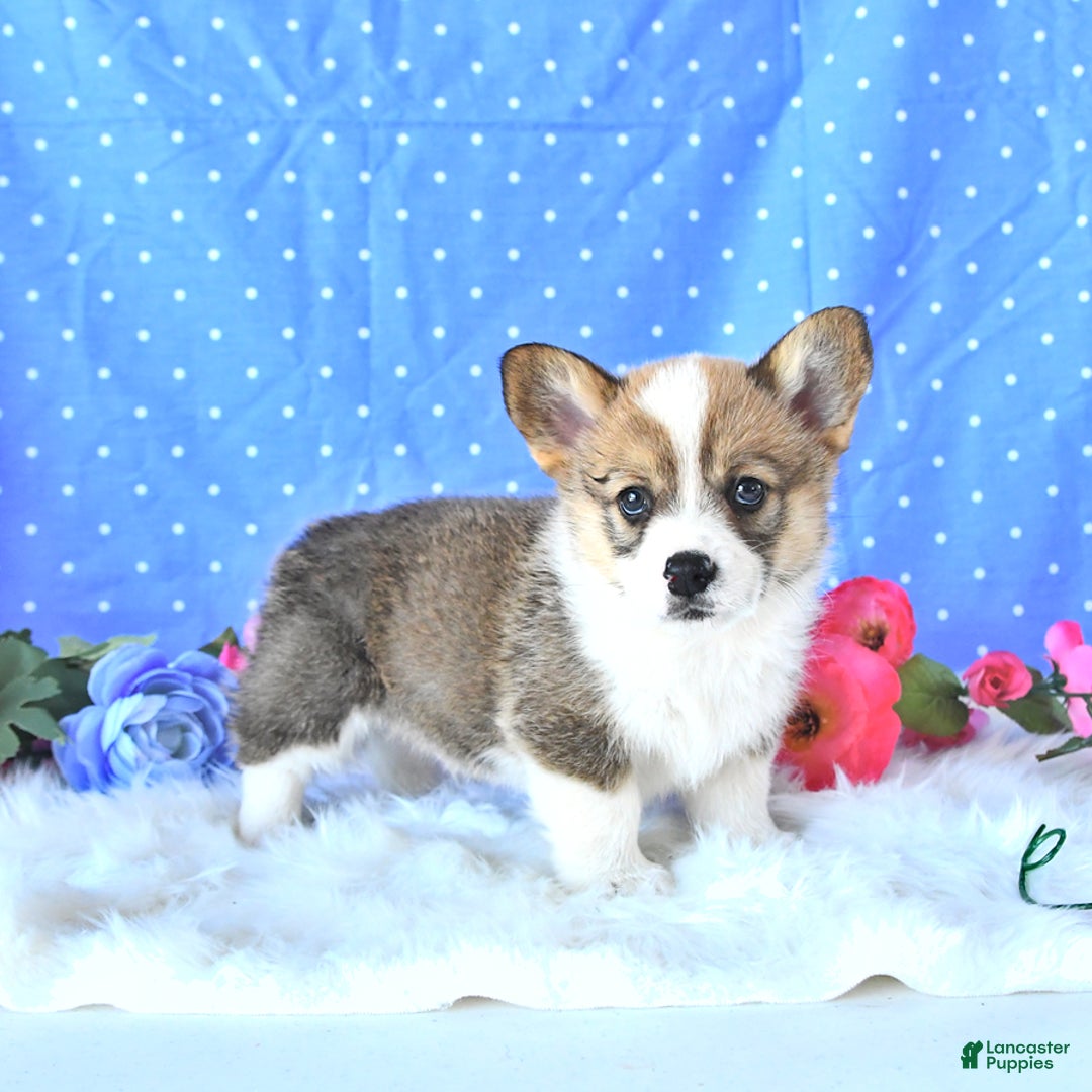 Welsh Corgi Pembroke dogs for sale: Linton - Image 12
