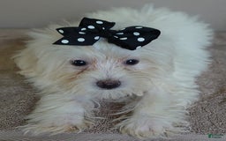 Maltipoo dogs for sale: 3 lb oslo - Image 1
