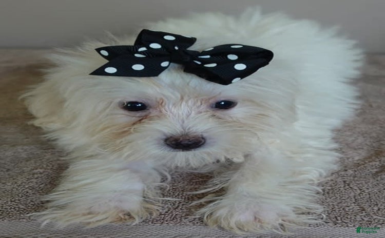 Maltipoo dogs for sale - Ad 1