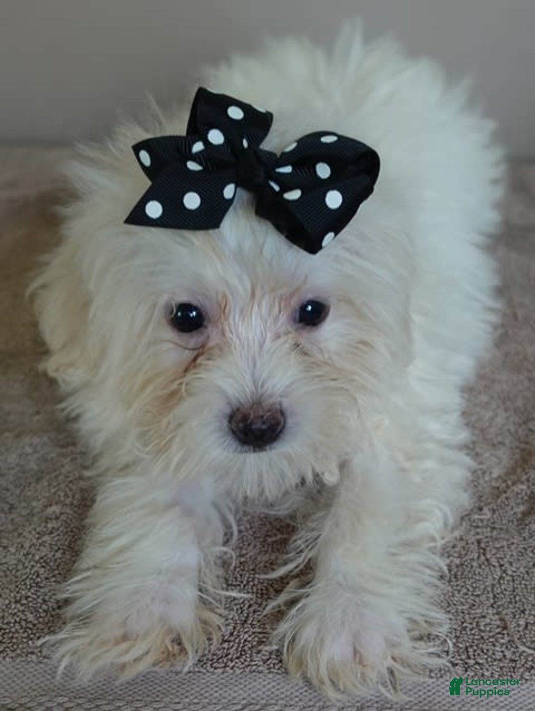Maltipoo dogs for sale: 3 lb oslo - Image 1