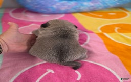 Pug dogs for sale: Lola - Image 4