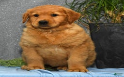 Golden Retriever dogs for sale: Millie - Image 6