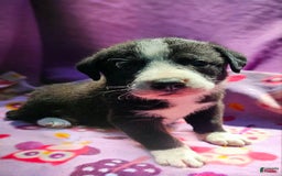 Border Collie dogs for sale: Coco - Image 1