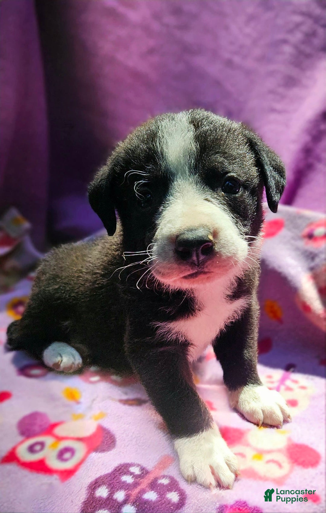 Border Collie dogs for sale: Coco - Image 1