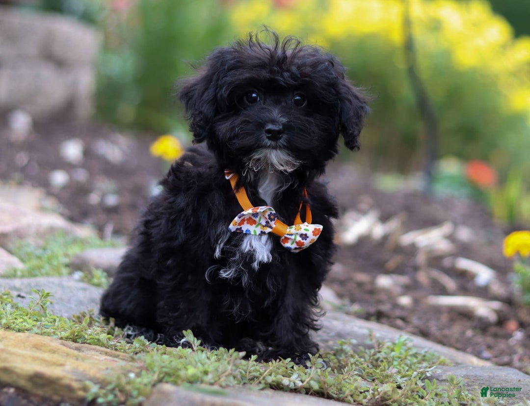 Yorkiepoo dogs for sale: Moses - Image 6