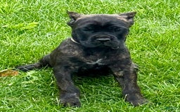 Cane Corso dogs for sale: Bonnie - Image 10
