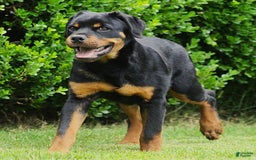 Rottweiler dogs for sale: Grace - Image 1