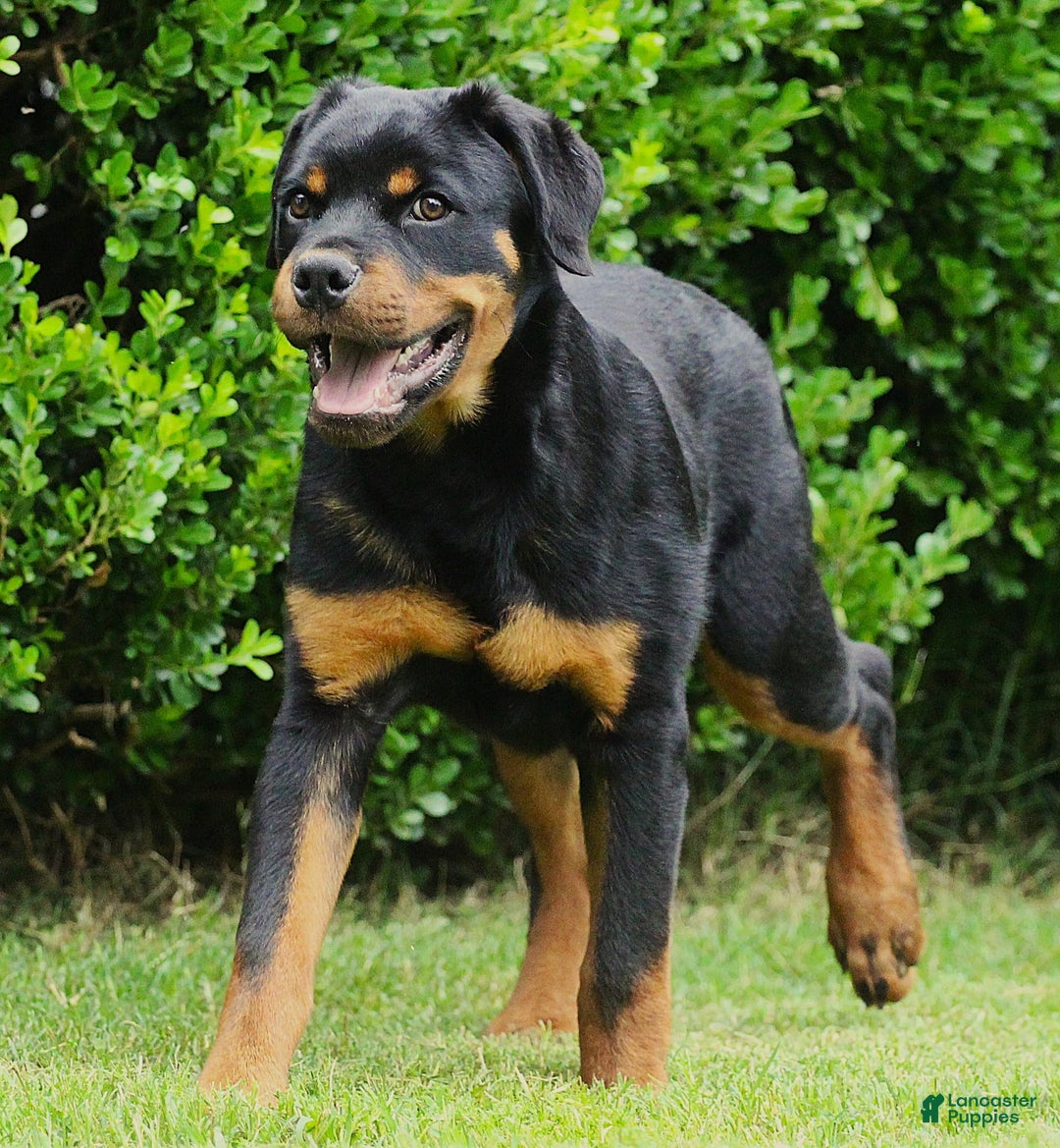 Rottweiler dogs for sale: Grace - Image 1