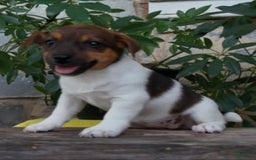 Jack Russell Terrier dogs for sale: Kaylee - Image 3
