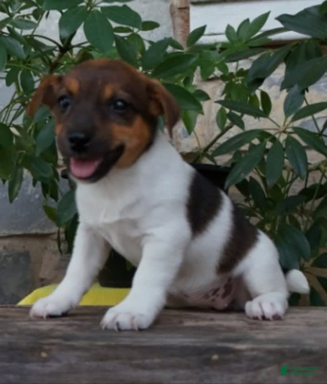 Jack Russell Terrier dogs for sale: Kaylee - Image 3