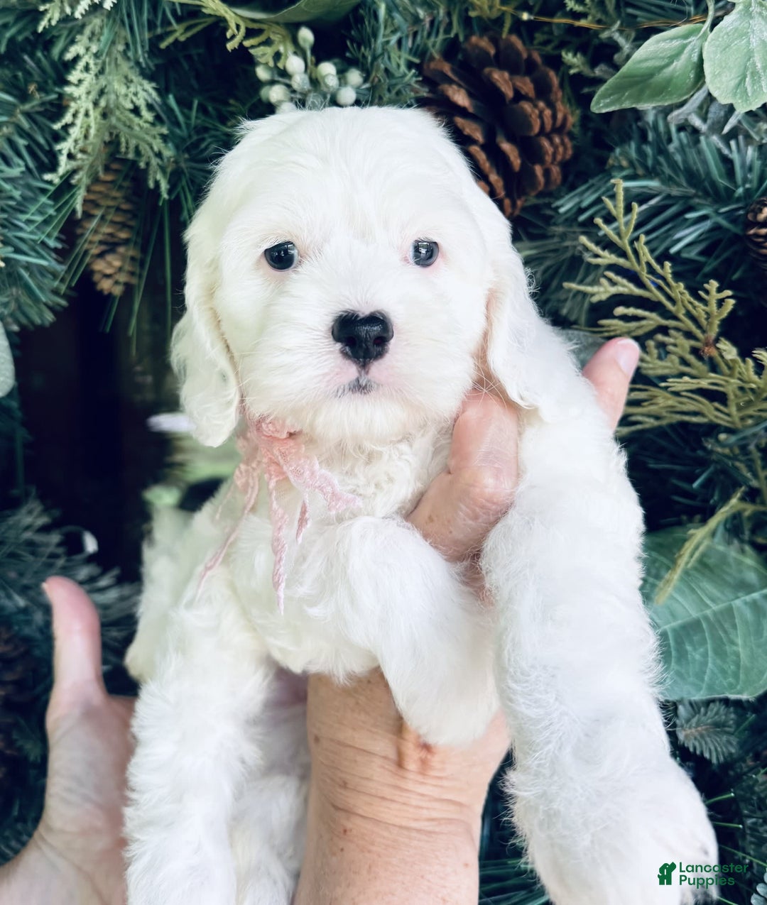 Cockapoo dogs for sale: Buff Baby Boy - Image 4
