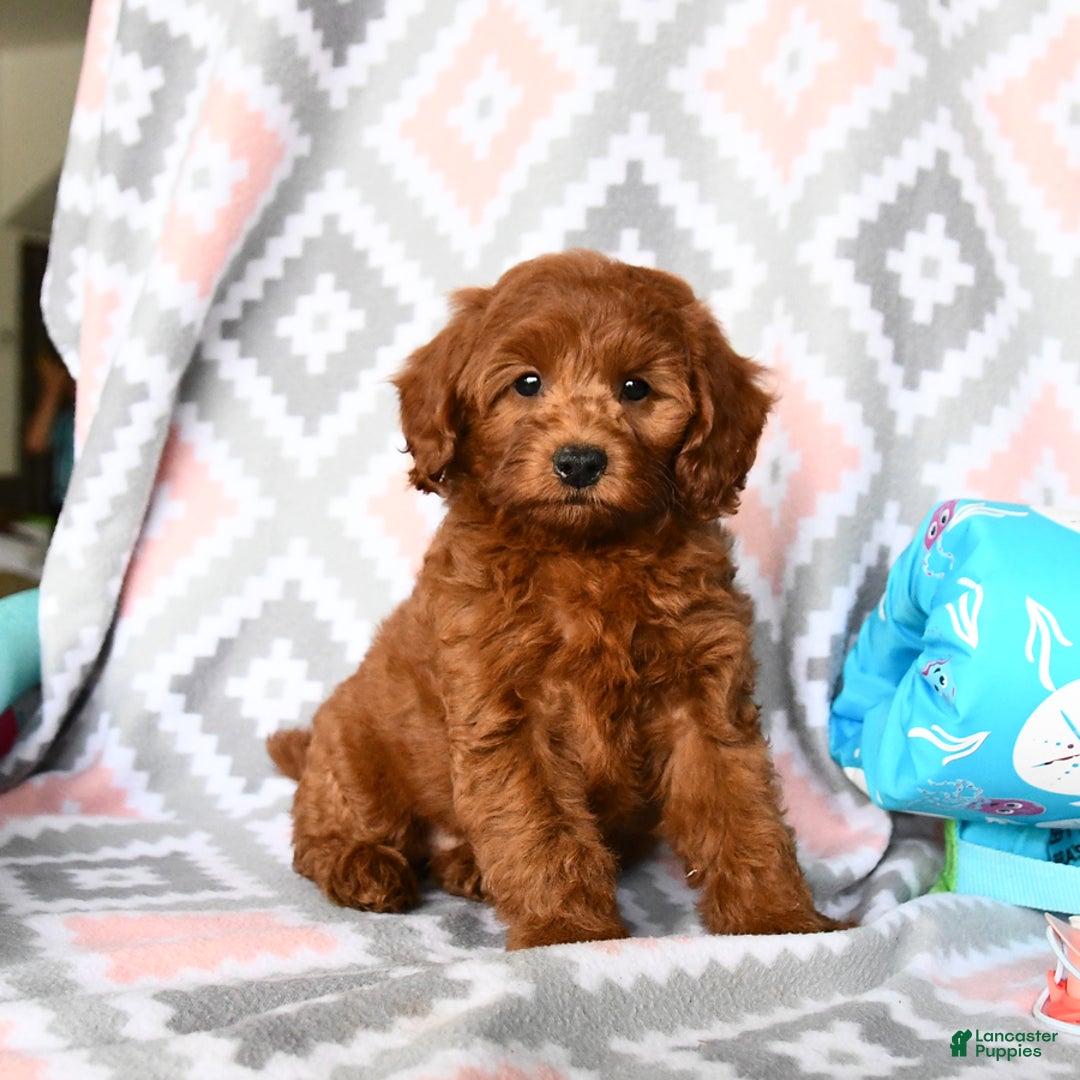 Cockapoo dogs for sale: Joy - Image 4
