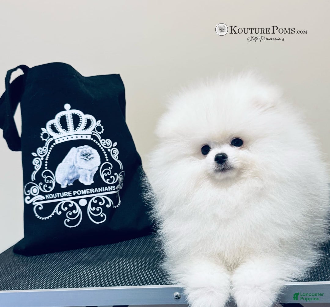Pomeranian dogs for sale: Luca - Image 4