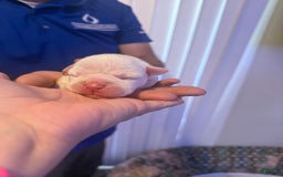 Olde English Bulldogge dogs for sale: Olde English Bulldogge 2 puppies - Image 7