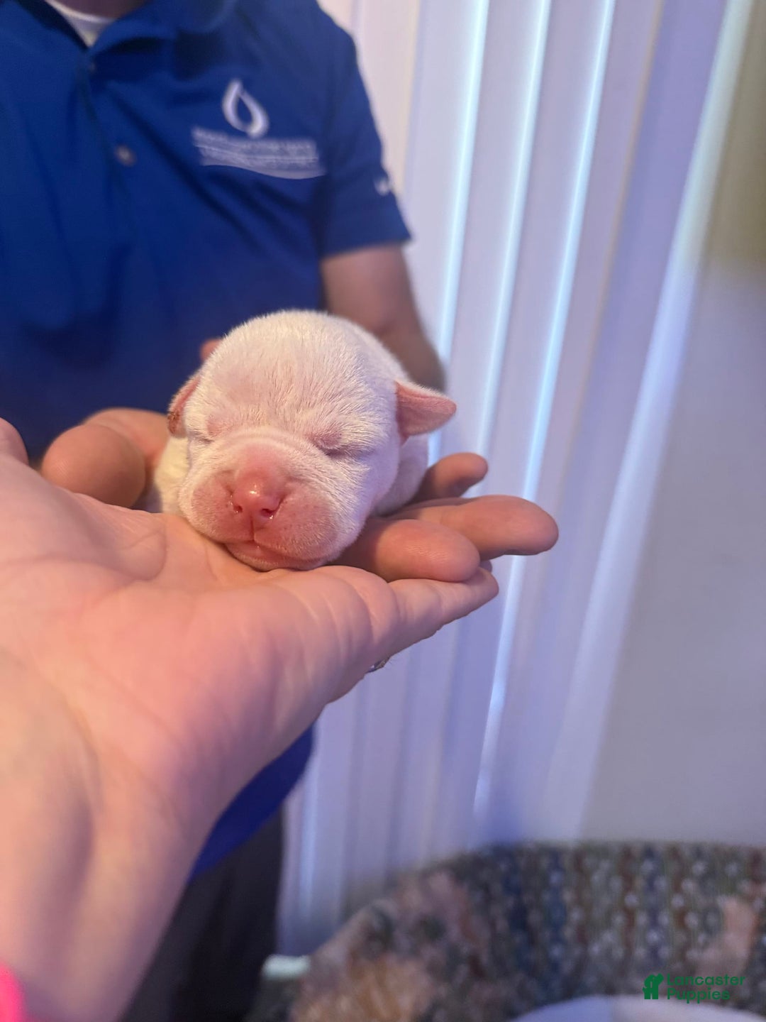 Olde English Bulldogge dogs for sale: Olde English Bulldogge 2 puppies - Image 7