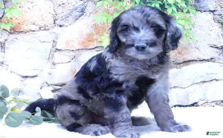 Mini Goldendoodle dogs for sale - Ad 2