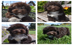 Havapoo dogs for sale: Abbie - Image 1