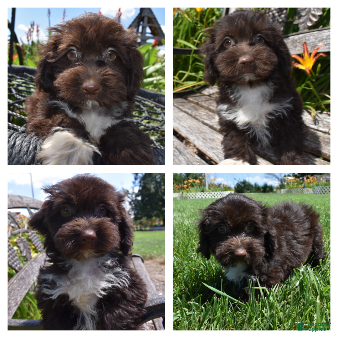 Havapoo dogs for sale: Abbie - Image 1