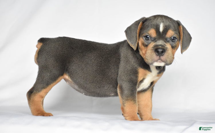 Beabull dogs for sale - Ad 1