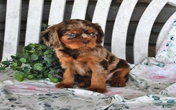 Cavalier King Charles Spaniel dogs for sale: Mitz - Image 2