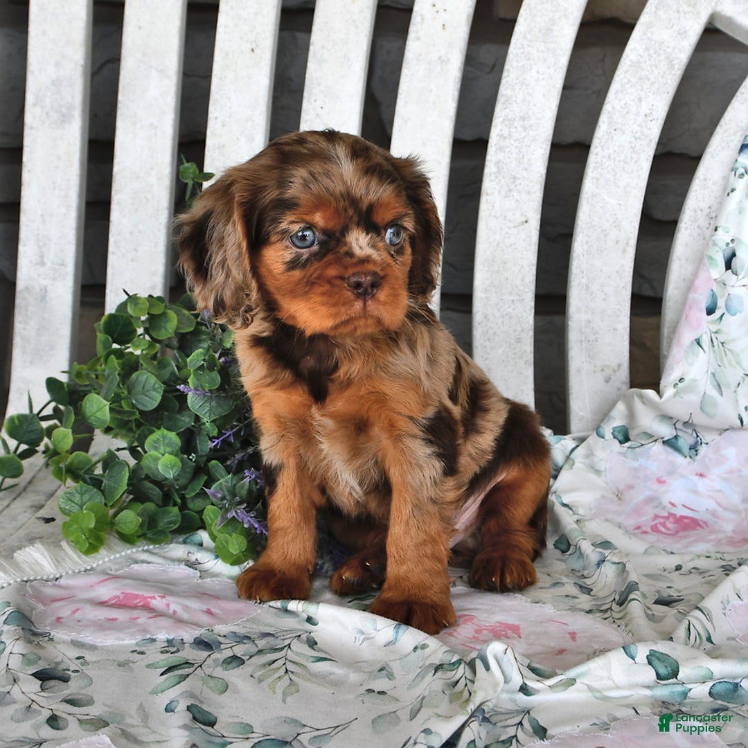 Cavalier King Charles Spaniel dogs for sale: Mitz - Image 2