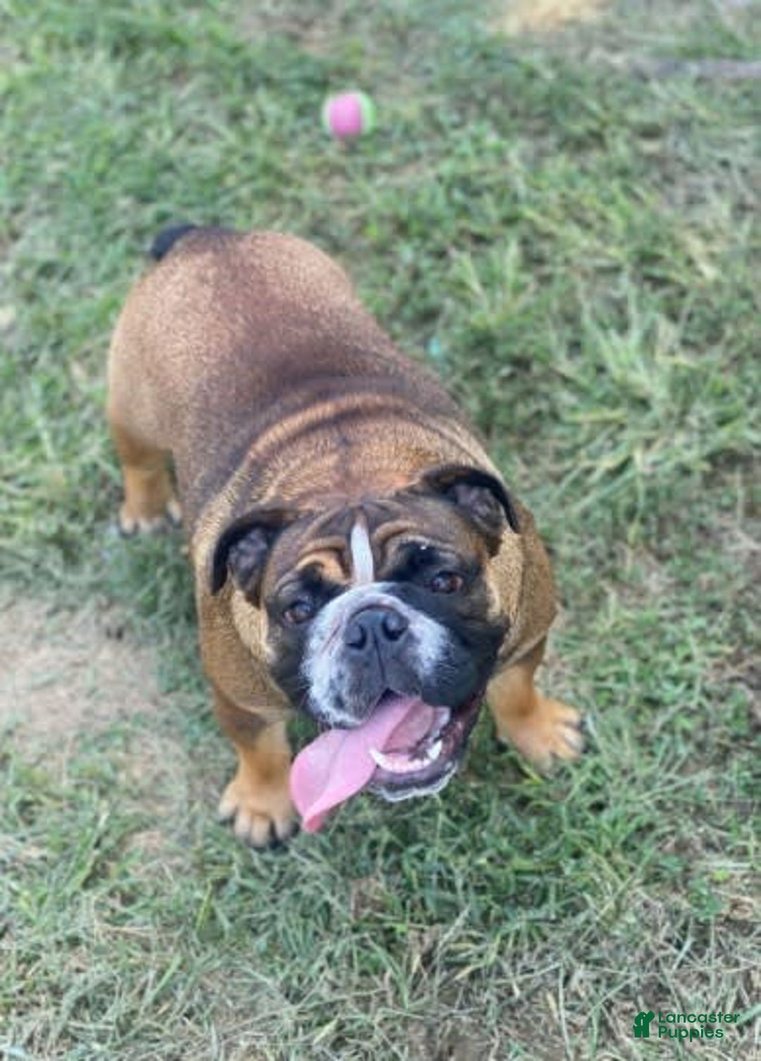 American Bulldog dogs for sale: Tiny Tim - Image 6