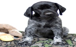 German Shorthaired Pointer dogs for sale: German Shorthaired Pointer 6 puppies - Image 13