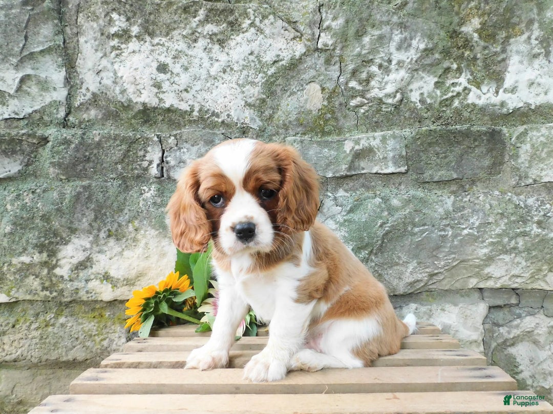 Cavalier King Charles Spaniel dogs for sale: Cavalier King Charles Spaniel 2 puppies - Image 6