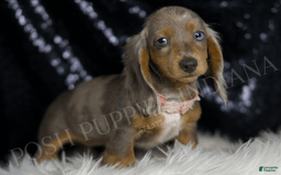 Miniature Dachshund dogs for sale: Lani - Image 2