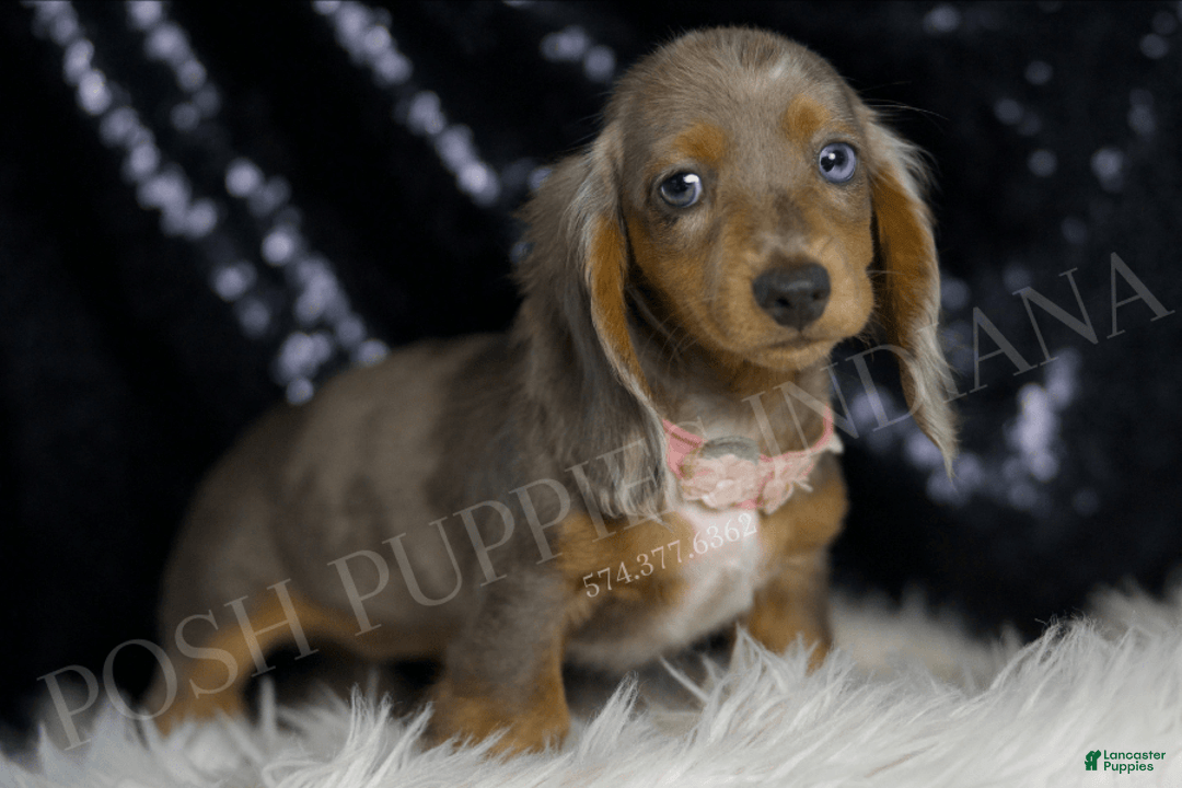Miniature Dachshund dogs for sale: Lani - Image 2