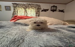 Maltese dogs for sale: BJ - Image 3
