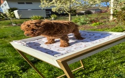 Toy Poodle dogs for sale: Lada - Image 19