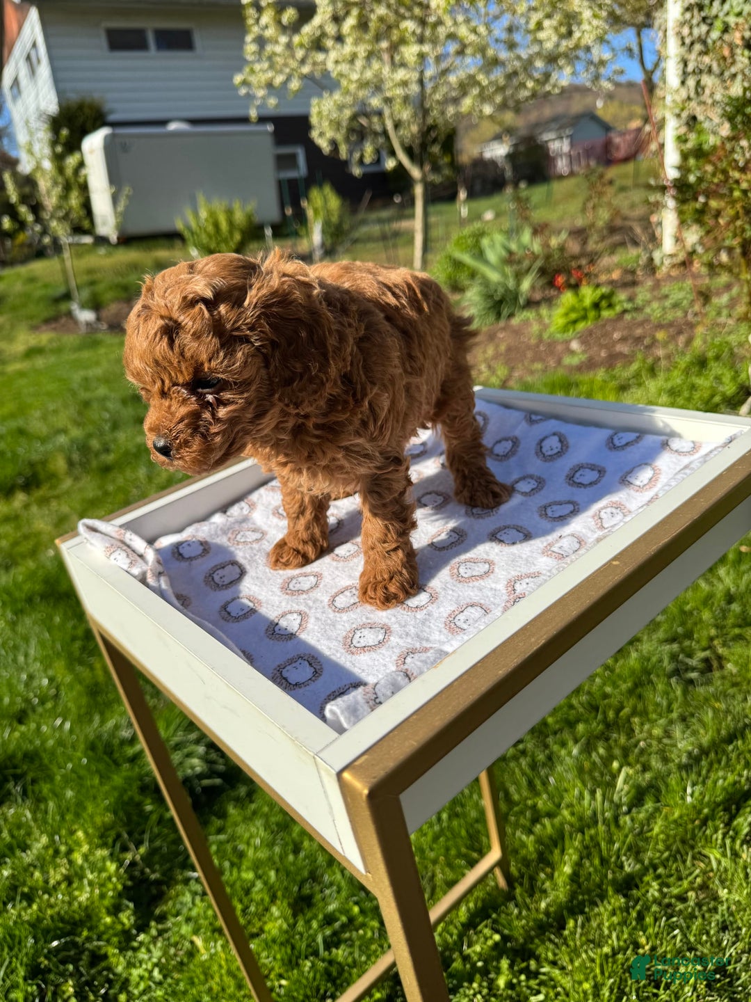 Toy Poodle dogs for sale: Lada - Image 19