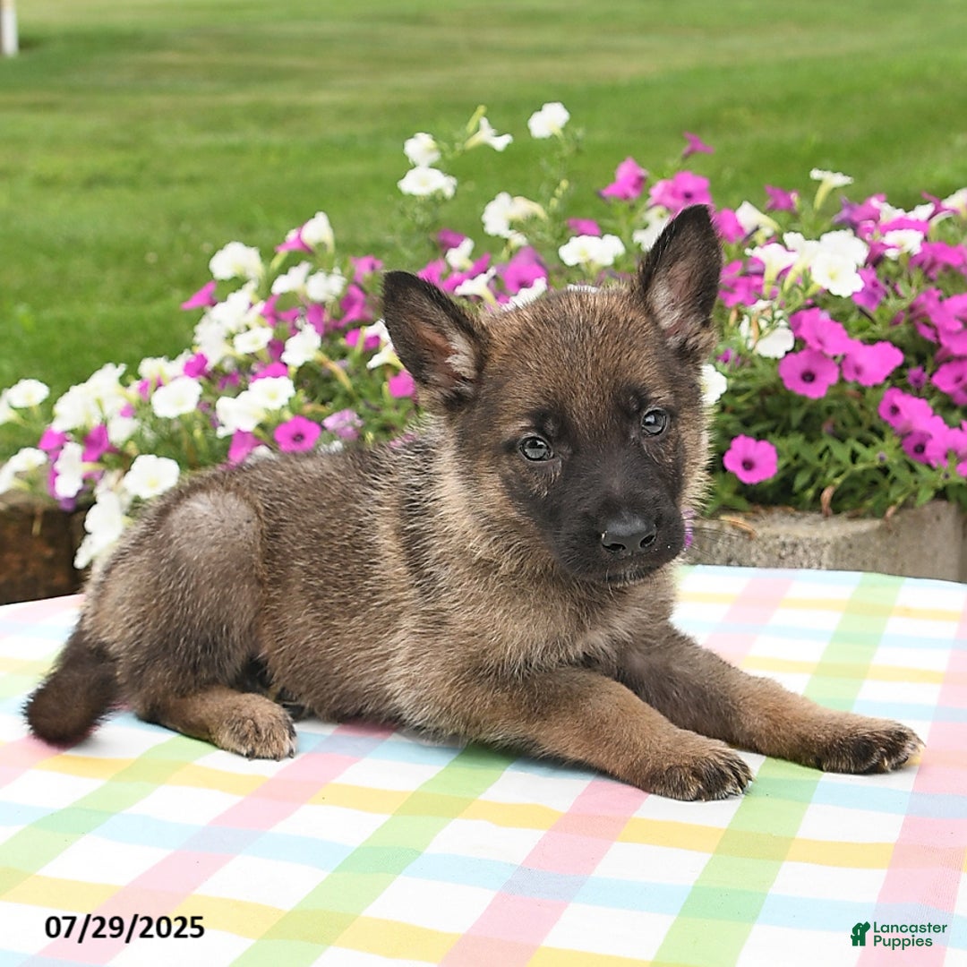 German Shepherd dogs for sale: Maverick - Image 4