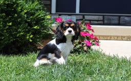 Cavalier King Charles Spaniel dogs for sale: Missy - Image 21