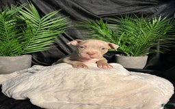 American Bully dogs for sale: Smurf - Image 7