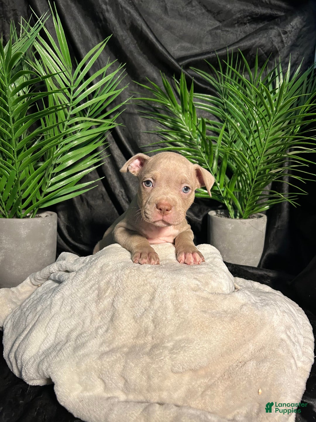 American Bully dogs for sale: Smurf - Image 7