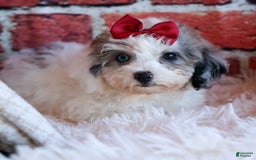 Bichpoo dogs for sale: Babe - Image 10
