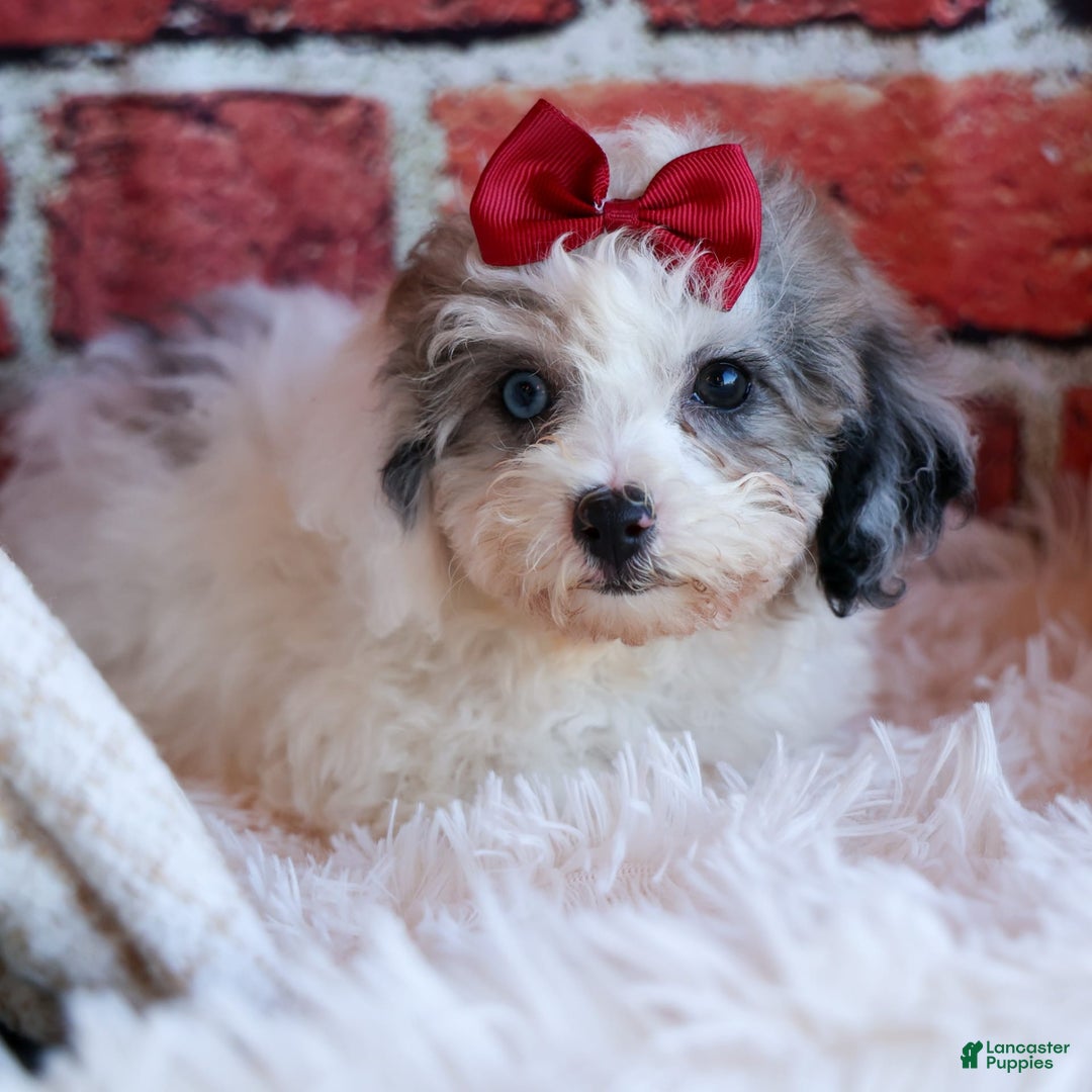 Bichpoo dogs for sale: Babe - Image 10