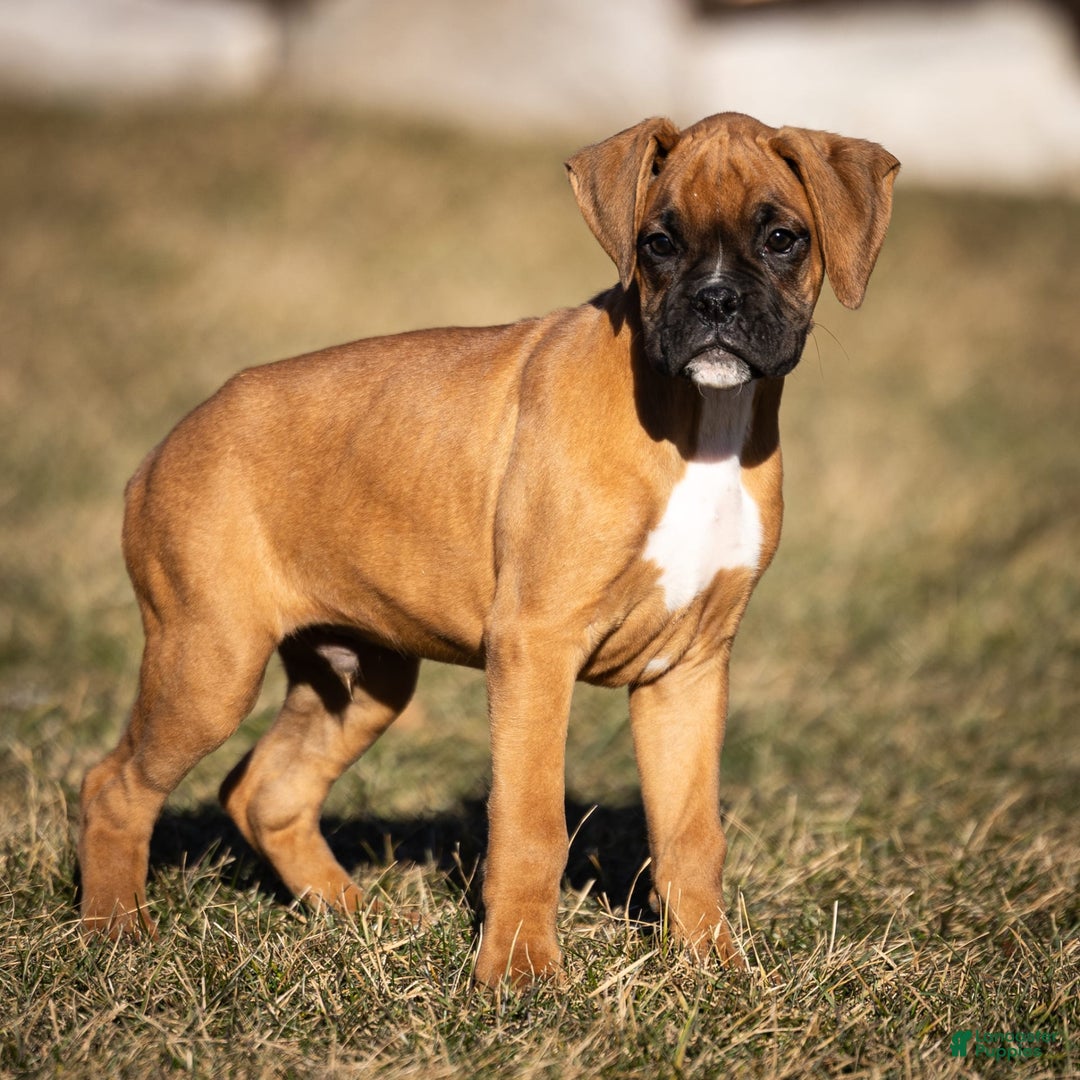 Boxer dogs for sale: Bear - Image 8