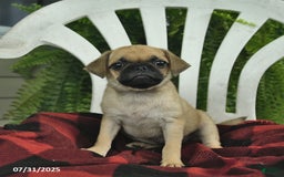 Pug dogs for sale: Pug 3 puppies - Image 7