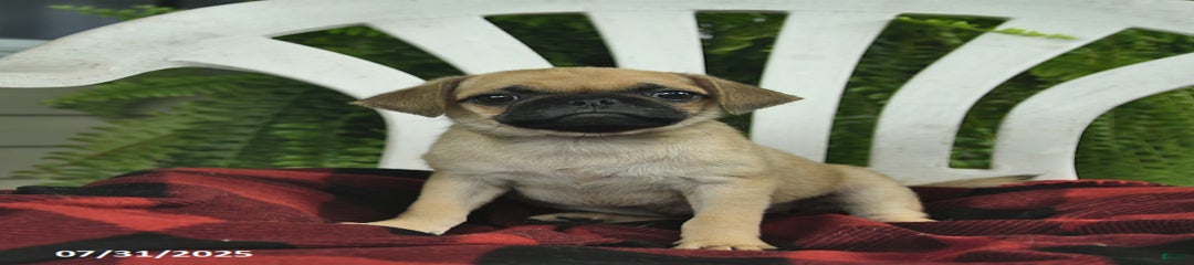 Bonnie