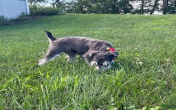 Miniature Schnauzer dogs for sale: Tillie - Image 13