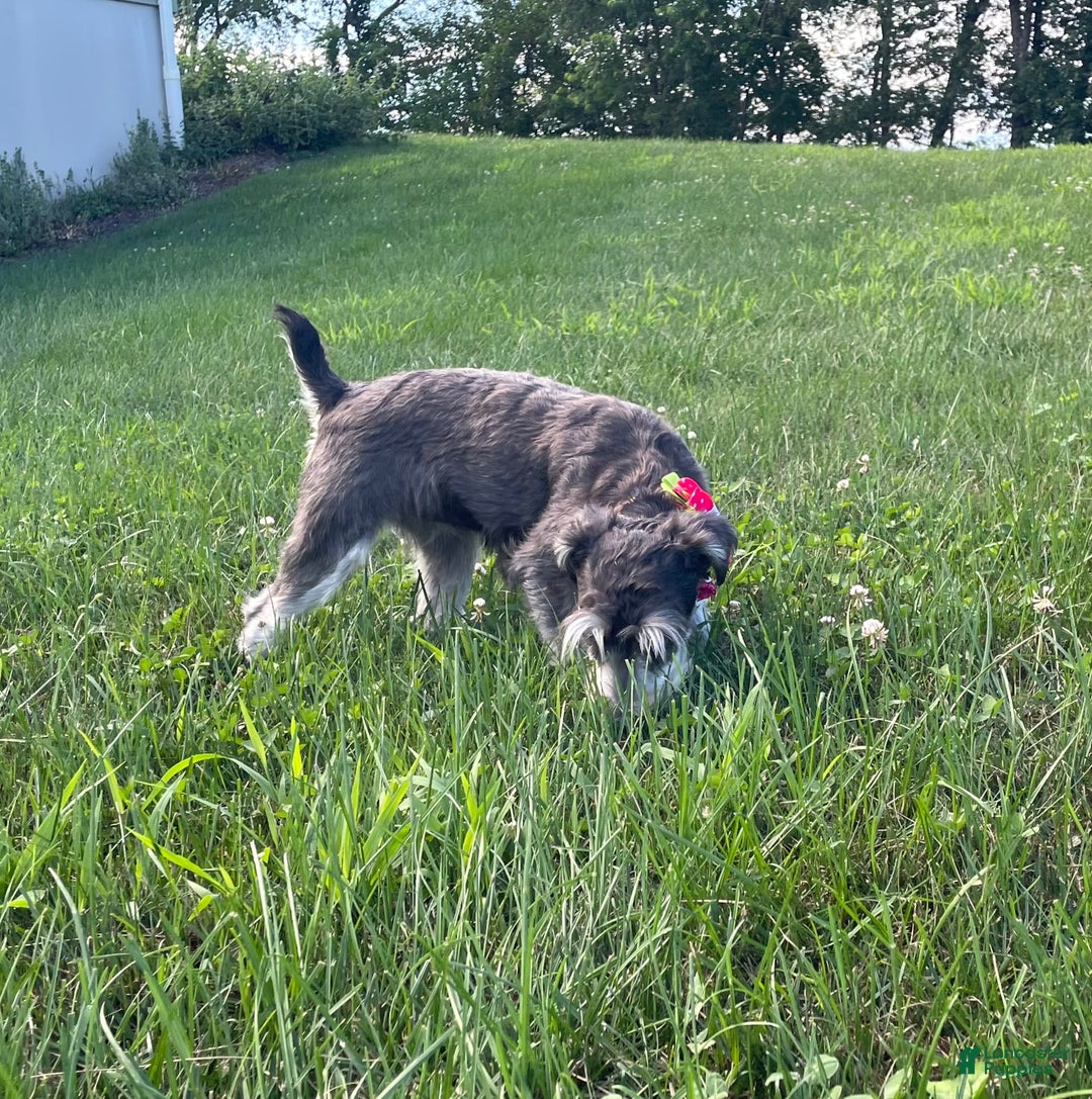 Miniature Schnauzer dogs for sale: Tillie - Image 13