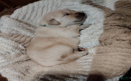 Golden Retriever dogs for sale: Pepper - Image 24