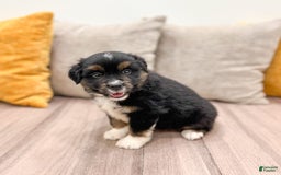 Australian Shepherd dogs for sale: Oscar - Image 7